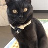 黒猫｢すみれちゃん｣生後５ヶ月で人馴れしています。 サムネイル3