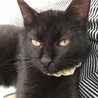 黒猫｢すみれちゃん｣生後５ヶ月で人馴れしています。 サムネイル4