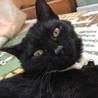 黒猫｢すみれちゃん｣生後５ヶ月で人馴れしています。 サムネイル5