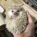 ハリネズミのメス1歳の里親募集です。