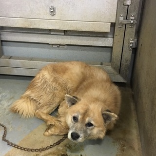 レッサーパンダのような勝太くん！