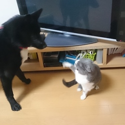 嫌われた太郎丸