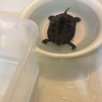 カメヨ