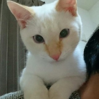  とても愛らしい性格です【トト君】