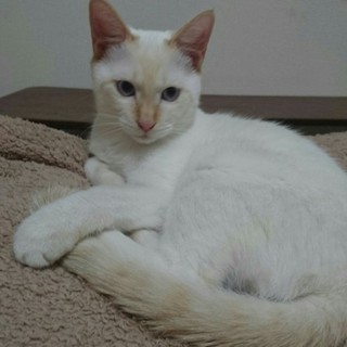 クリーム色の耳としっぽの甘えん坊【クリ坊】君