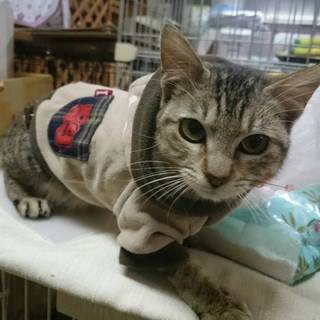 エイズキャリアの子猫【キジミちゃん】