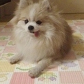 ポメラニアン　女の子
