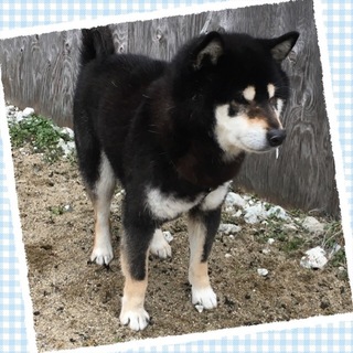 おっとりとした黒柴 オス