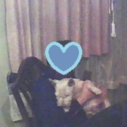 お留守番ワン(^_-)-☆