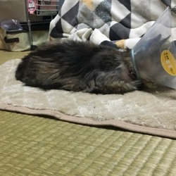 原因不明の皮膚病？