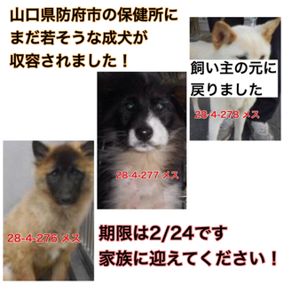 愛護団体に引き取られました