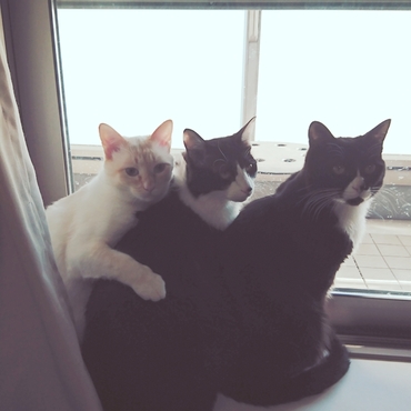 番号！１！２！３！