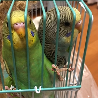 セキセイインコの子供