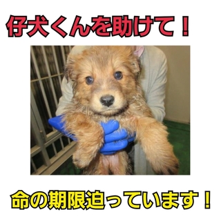 仔犬君を助けて!!命の期限迫っています!