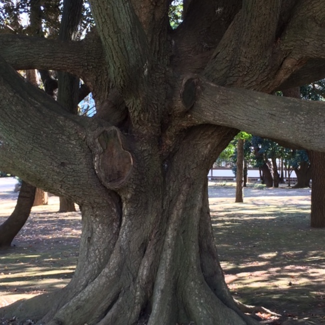●くますけ●のカバー写真