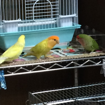 ３羽仲良く