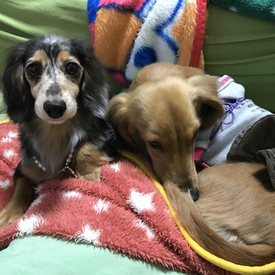 りんちゃんのカバー写真