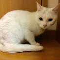 里親募集中！頭に黒のラインが入った白い猫の女の子