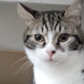 別サイトで里親様決定。甘えん坊なふくふく王子