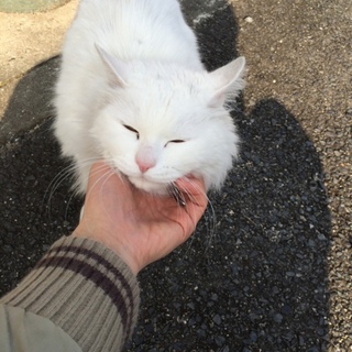 大切に育てていただける方募集してます