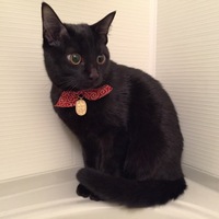黒たん