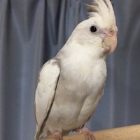 パール  ライド