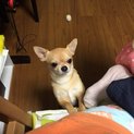 スムースチワワ（２歳）の里親さんを探しています