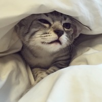 チビ太