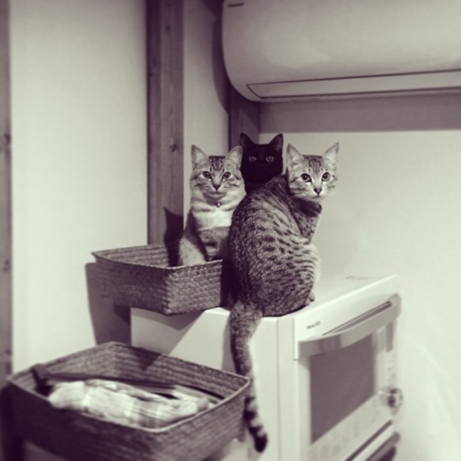 momo_batyのカバー写真