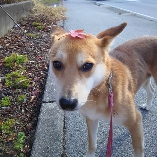 街犬☆オーガスト。
