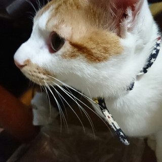 穏やかな男の子