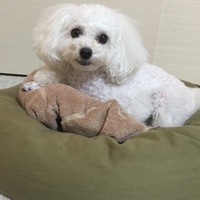 タラ