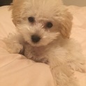 とっても甘えん坊のトイプードルの赤ちゃん