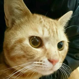 甘えん坊な茶トラの家族募集中。