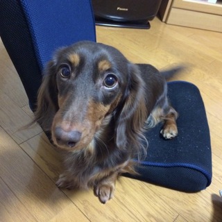 チョコタンの男の子です☆