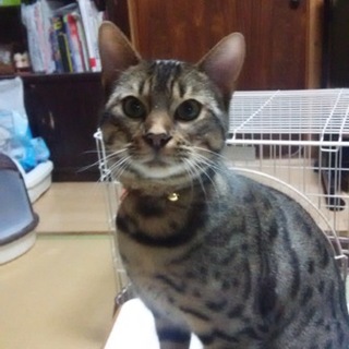 とても人懐っこいベンガルです！