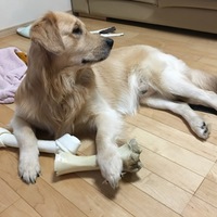 チャド