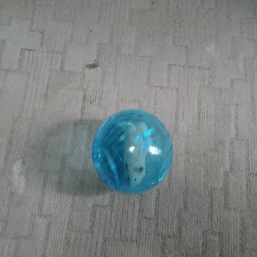 ボールで毎日の散歩o(^o^)o  朝になったら、散歩させろ！と、アピールしてます