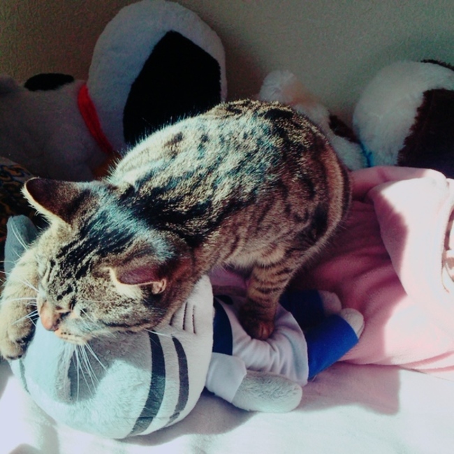 ゆうかすのカバー写真