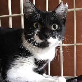 【エビフライ】おかげさまで里親様が決まりました❗
