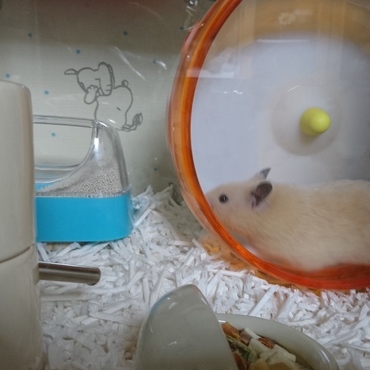 今日は、散歩の時間が短いぞー(*｀Д´)ノ！！！