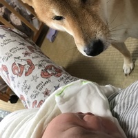 もふ
