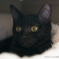 黒猫ピコくん6ヶ月の男の子