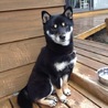 あんず