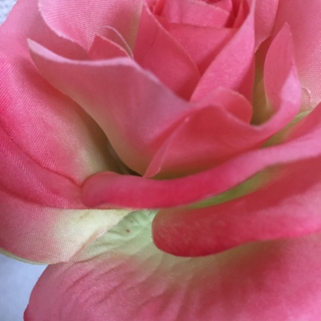 ころんまむのカバー写真