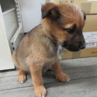 ２か月子犬「セレナ」女の子