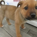 ２か月子犬「リーフ」女の子