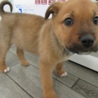２か月子犬「リーフ」女の子