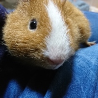 チャチャ