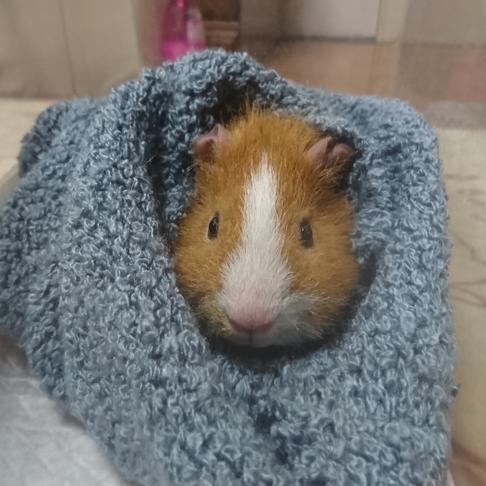 チャチャのカバー写真
